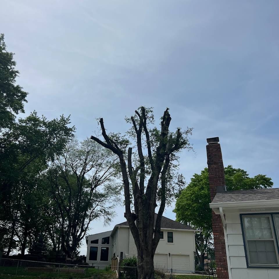 tree-pruning-2 tree pruning 2