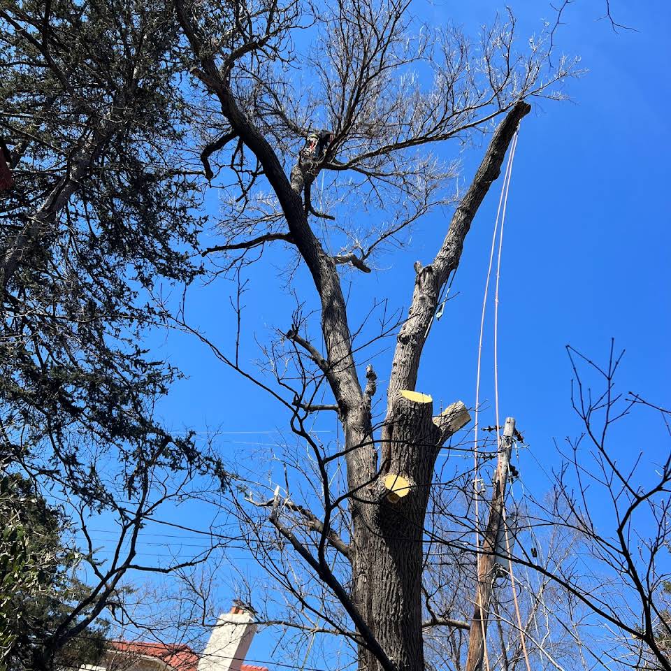 tree-removal2 (2) tree removal2 2